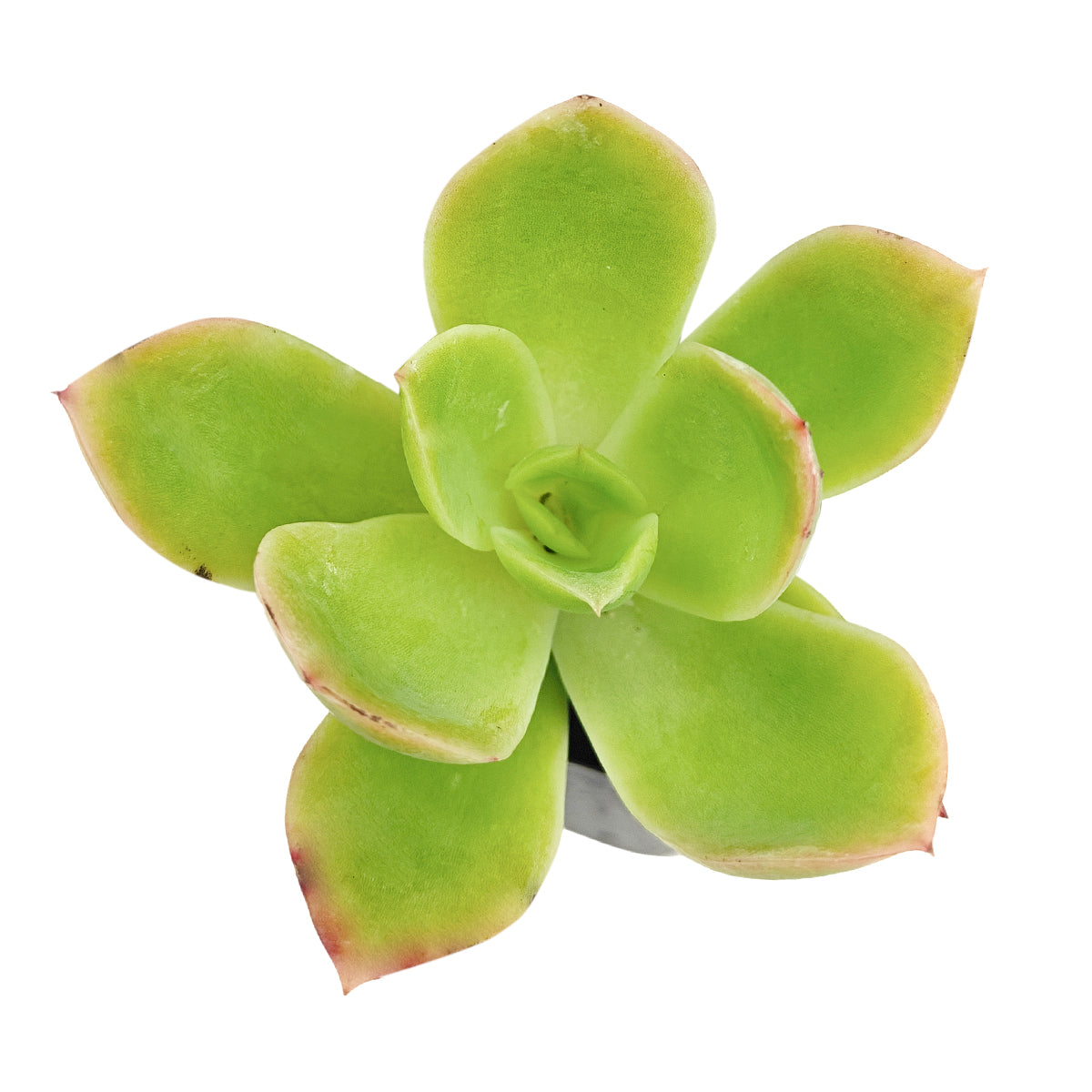 buy echeveria 'tulip' live succulent 2 inch online, soft spring green fleshy leaves with a graceful open rosette form, wide tulip-petal leaves with blush pink tips, compact non-trailing habit, drought tolerant succulent ideal for a sunny windowsill display, a lovely housewarming gift in a white modern pot