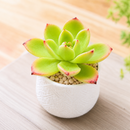 2 inch echeveria 'tulip' live succulent for sale, soft fleshy spring green leaves curving outward in a relaxed open rosette, delicate pink tips in direct sunlight, drought tolerant slow grower for windowsills and container gardens, beginner friendly and pet safe, an elegant and thoughtful gift in a bamboo pot