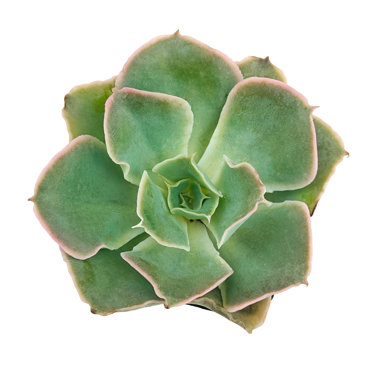 buy echeveria 'water ripple' live succulent 2 inch online, silvery-blue wavy foliage with spathulate leaf shape and farina coating, vibrant pink margin coloration under stress, rosette-forming growth style, non-toxic and pet safe