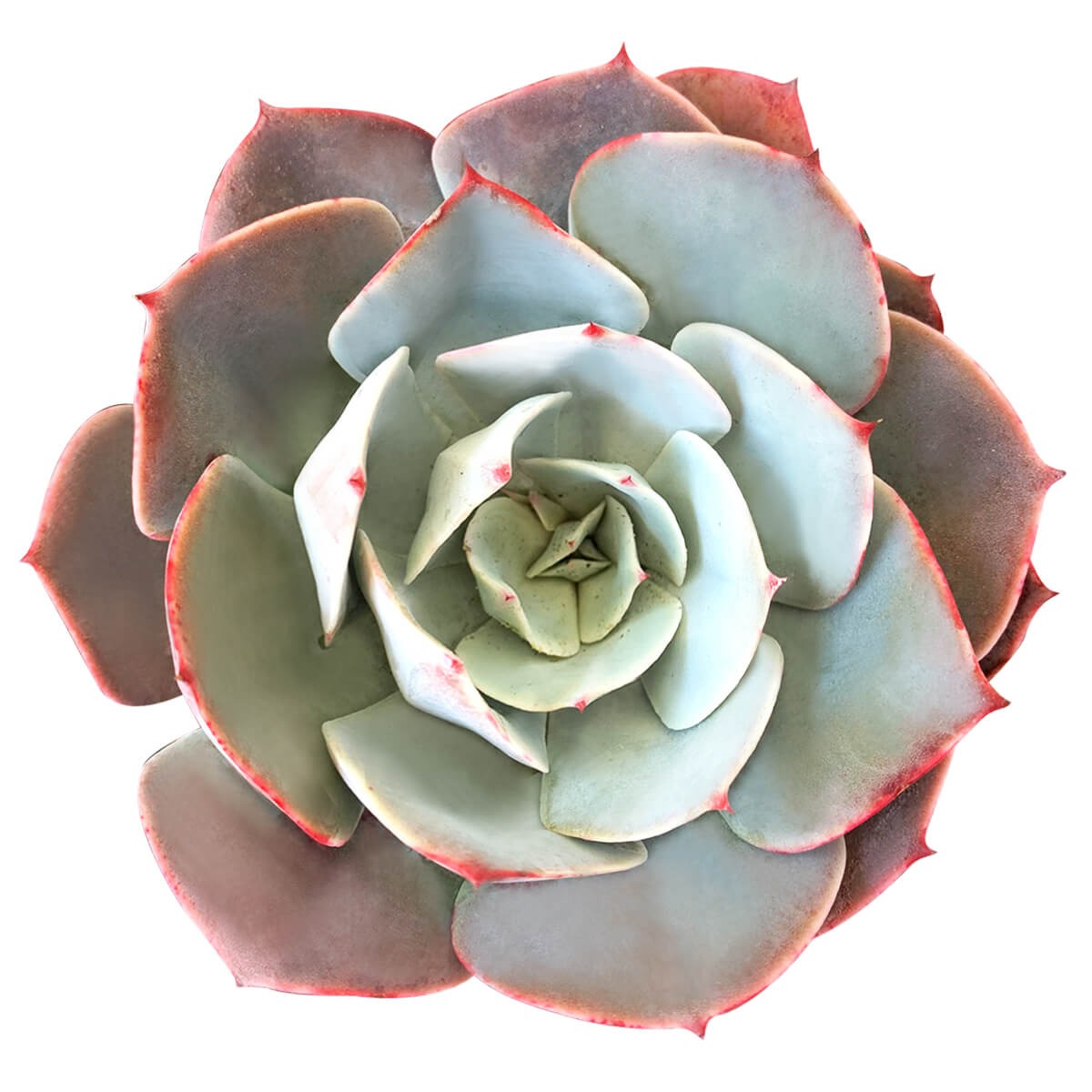 Mystery Echeveria, rosette succulents, Mexican Hens and Chicks, 2-inch succulents