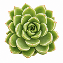 buy echeveria 'chico' live succulent 2 inch online, pale jade-green rosette with distinctive crimson leaf margins and pink undertones, tightly spiraling geometric leaf arrangement creating sculptural miniature form, highly responsive to seasonal light changes showing vibrant red coloring, incredibly hardy requiring minimal care indoors or outdoors, gorgeous centerpiece or grouped planting display, wonderful heirloom succulent gift for plant collectors