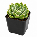 buy echeveria 'chico' live succulent 2 inch online, pale jade-green rosette with distinctive crimson leaf margins and pink undertones, tightly spiraling geometric leaf arrangement creating sculptural miniature form, highly responsive to seasonal light changes showing vibrant red coloring, incredibly hardy requiring minimal care indoors or outdoors, gorgeous centerpiece or grouped planting display, wonderful heirloom succulent gift for plant collectors