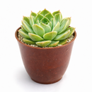 buy echeveria 'chico' live succulent 2 inch online, pale jade-green rosette with distinctive crimson leaf margins and pink undertones, tightly spiraling geometric leaf arrangement creating sculptural miniature form, highly responsive to seasonal light changes showing vibrant red coloring, incredibly hardy requiring minimal care indoors or outdoors, gorgeous centerpiece or grouped planting display, wonderful heirloom succulent gift for plant collectors