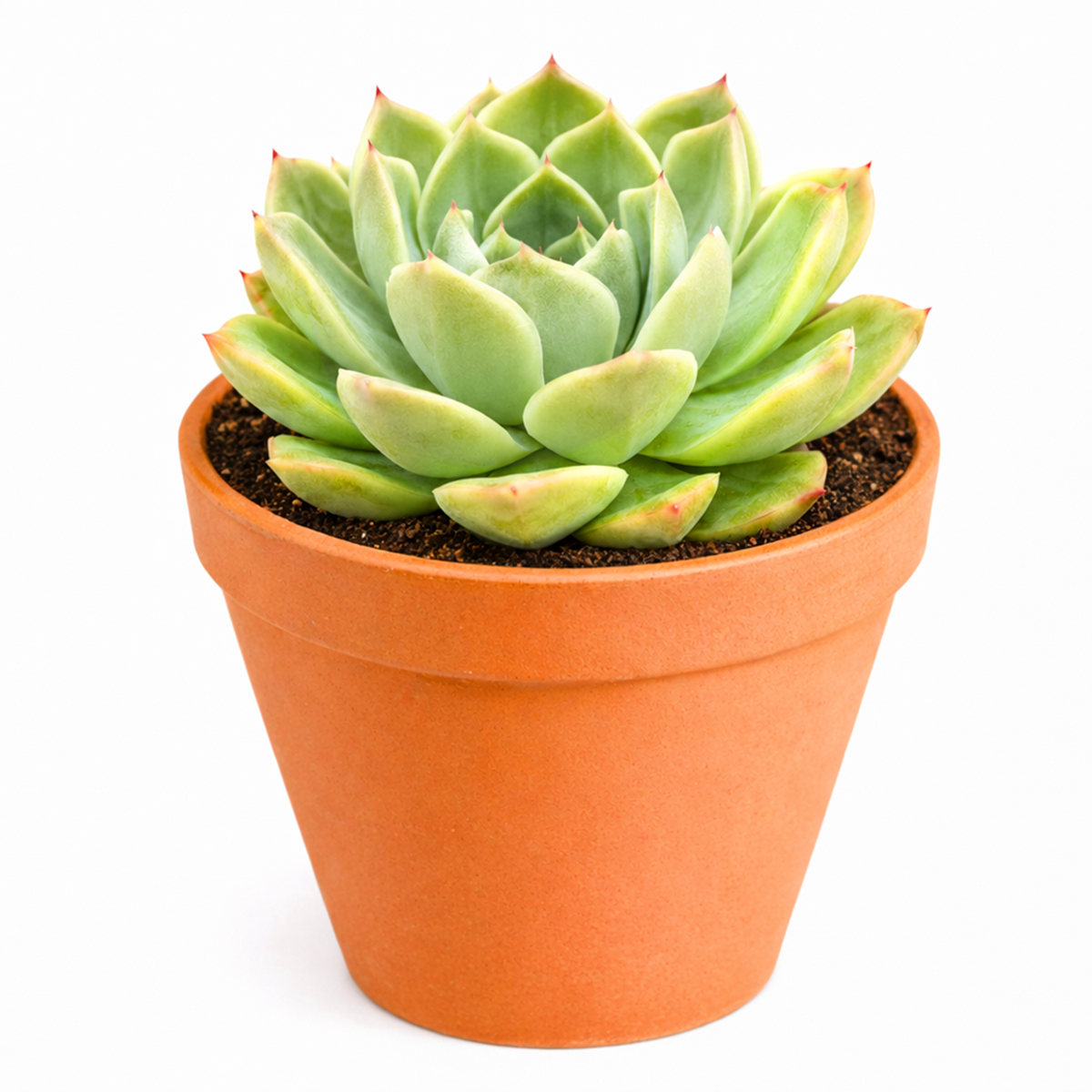 2 inch echeveria 'chico' live succulent for sale, dusty green rosette with pronounced rosy-red leaf tips and pink undertones throughout, velvety waxy leaf coating giving soft tactile appearance, miniature slow-growing form ideal for crowded plant arrangements, extremely winter hardy and frost-tolerant variety, charming desk or nightstand plant display, special succulent gift for indoor gardeners