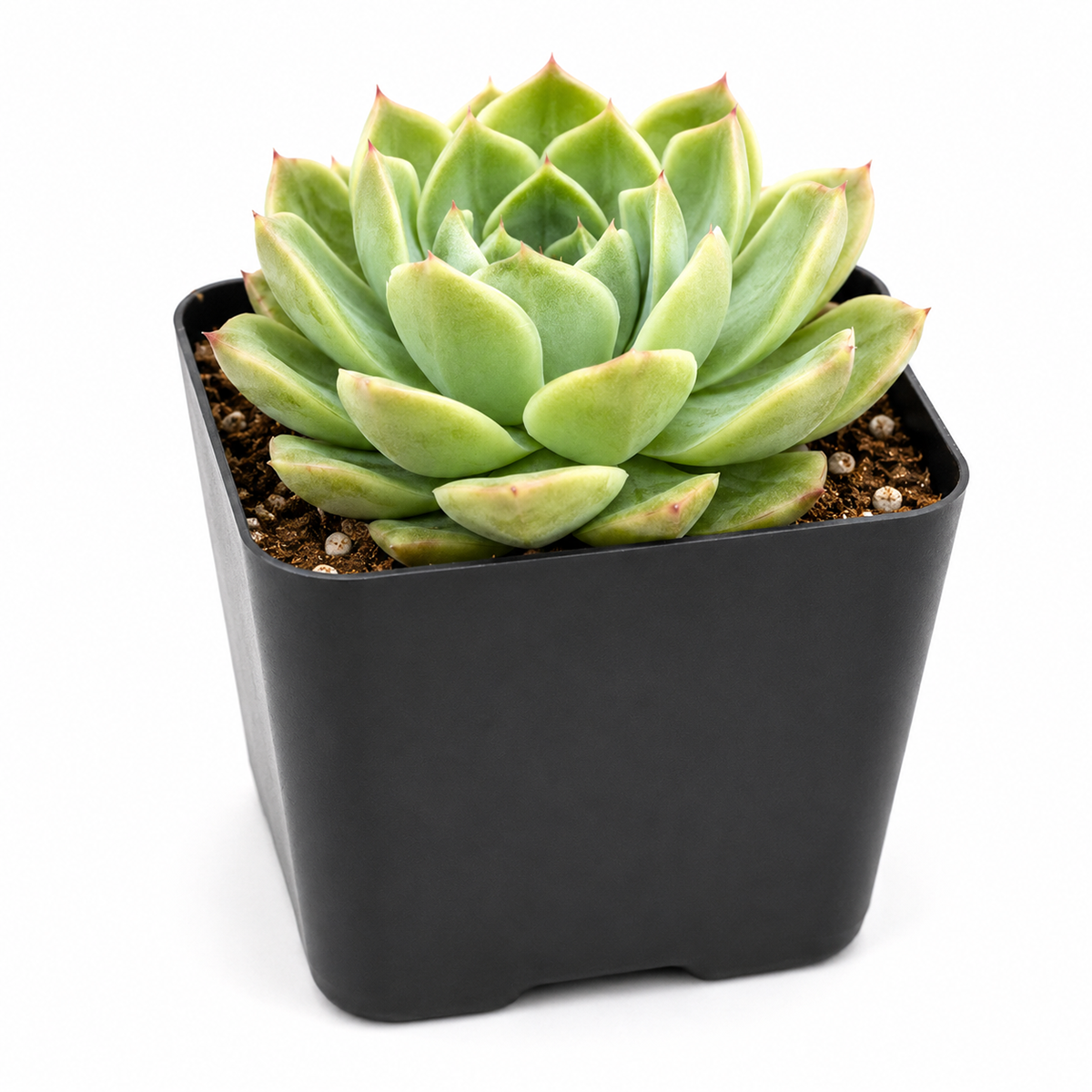 2 inch echeveria 'chico' live succulent for sale, silvery-green foliage with burgundy undertones and cherry-red leaf tips when sun-stressed, intricate overlapping leaf pattern creating miniature sculptural form, cold hardy variety withstanding temperature drops, requires minimal watering and infrequent feeding, beautiful tabletop garden accent, thoughtful succulent gift for plant lovers