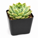 buy echeveria 'chico' live succulent 2 inch online, pale jade-green rosette with distinctive crimson leaf margins and pink undertones, tightly spiraling geometric leaf arrangement creating sculptural miniature form, highly responsive to seasonal light changes showing vibrant red coloring, incredibly hardy requiring minimal care indoors or outdoors, gorgeous centerpiece or grouped planting display, wonderful heirloom succulent gift for plant collectors