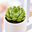 buy echeveria 'chico' live succulent 2 inch online, pale jade-green rosette with distinctive crimson leaf margins and pink undertones, tightly spiraling geometric leaf arrangement creating sculptural miniature form, highly responsive to seasonal light changes showing vibrant red coloring, incredibly hardy requiring minimal care indoors or outdoors, gorgeous centerpiece or grouped planting display, wonderful heirloom succulent gift for plant collectors