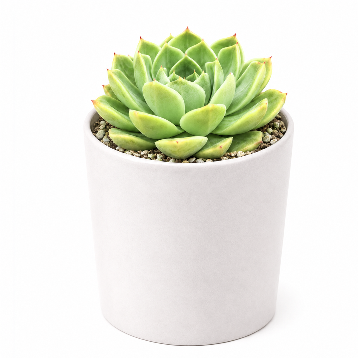 2 inch echeveria 'chico' live succulent for sale, muted sage-green leaves with warm rust-red leaf tips creating stunning color contrast, ultra-miniature rosette form ideal for shallow containers and succulent arrangements, exceptional drought endurance and low-light tolerance, produces delicate bell-shaped flowers in spring, elegant living room accent or shelf display, ideal plant gift for busy plant parents