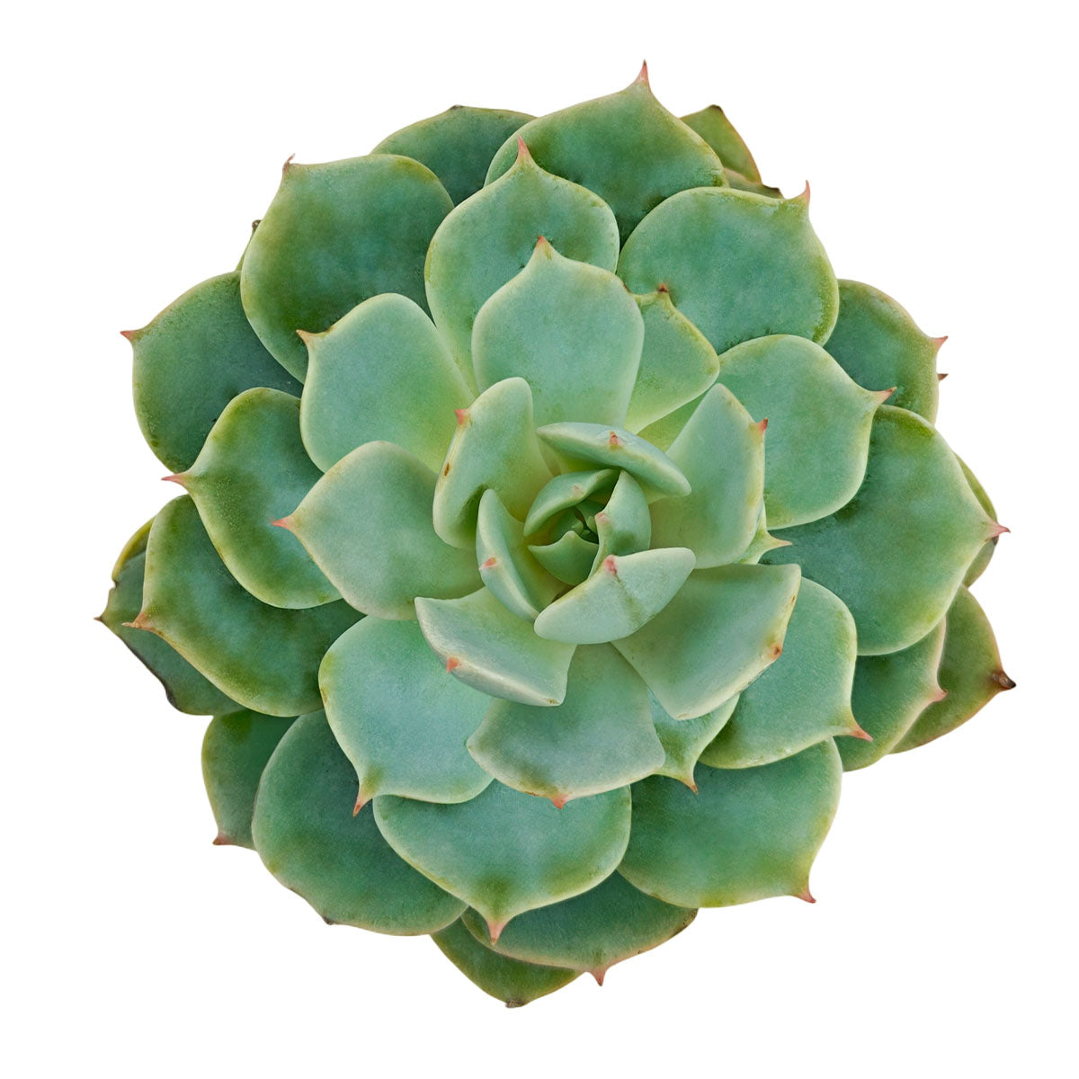 2 inch echeveria fleur blanc live succulent for sale, delicate farina-dusted rosette with near-white glaucous sheen, firm fleshy pointed leaves arranged in concentric circles, pink leaf tip blushing under sun stress