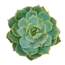 2 inch echeveria fleur blanc live succulent for sale, glaucous pearlescent rosette with powdery farina-coated pale blue-green leaves, symmetric rosette growth pattern with pink-blushed pointed leaf tips