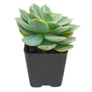 2 inch echeveria fleur blanc live succulent for sale, glaucous pearlescent rosette with powdery farina-coated pale blue-green leaves, symmetric rosette growth pattern with pink-blushed pointed leaf tips