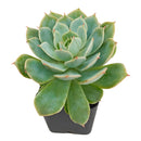 2 inch echeveria fleur blanc live succulent for sale, glaucous pearlescent rosette with powdery farina-coated pale blue-green leaves, symmetric rosette growth pattern with pink-blushed pointed leaf tips