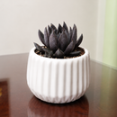 buy Echeveria 'Gothika' live succulent 2 inch online, dark purple rosette, gothic foliage, compact form, architectural decor, collector gift