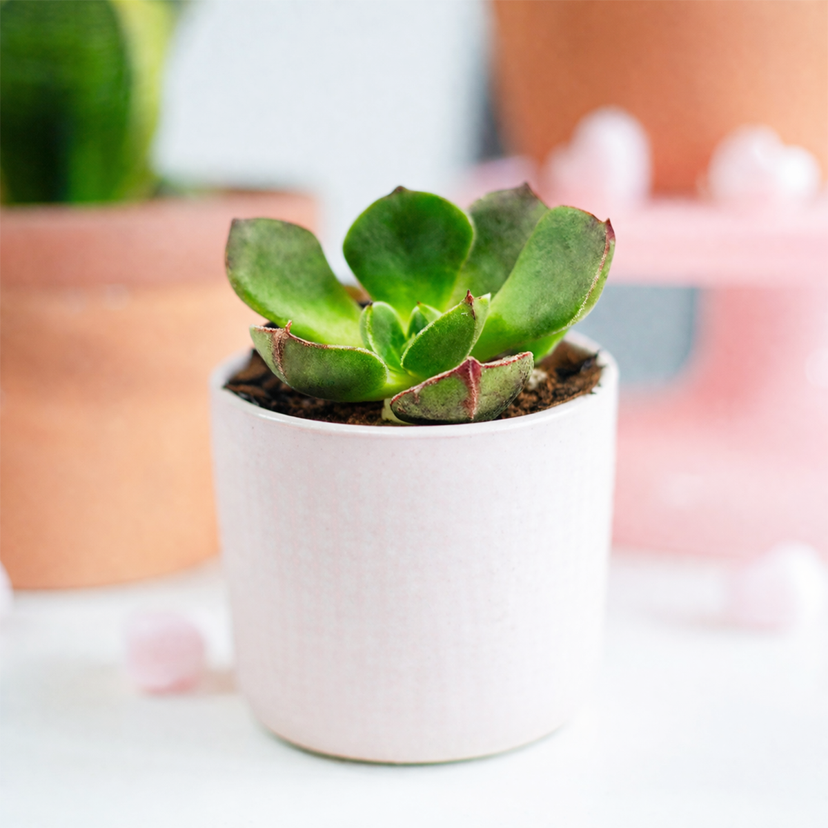 buy echeveria joan daniel live succulent 2 inch online, velvety green rosette with burgundy leaf edges, fine cilia leaf texture, compact upright growth habit, rare korean hybrid succulent, elegant on a desk or shelf, a thoughtful and unique gift for plant lovers