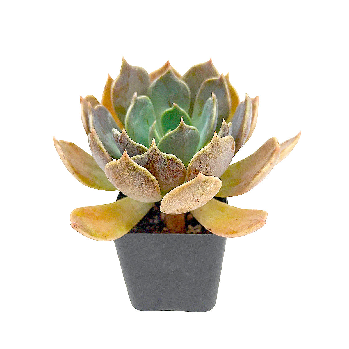2 inch echeveria 'marrom' live succulent for sale, dusty purplish brown glaucous leaves, spade-shaped tips with sharp points, sun-responsive color intensity, slow growing collector variety, elegant statement for windowsill displays, a thoughtful gift for plant enthusiasts