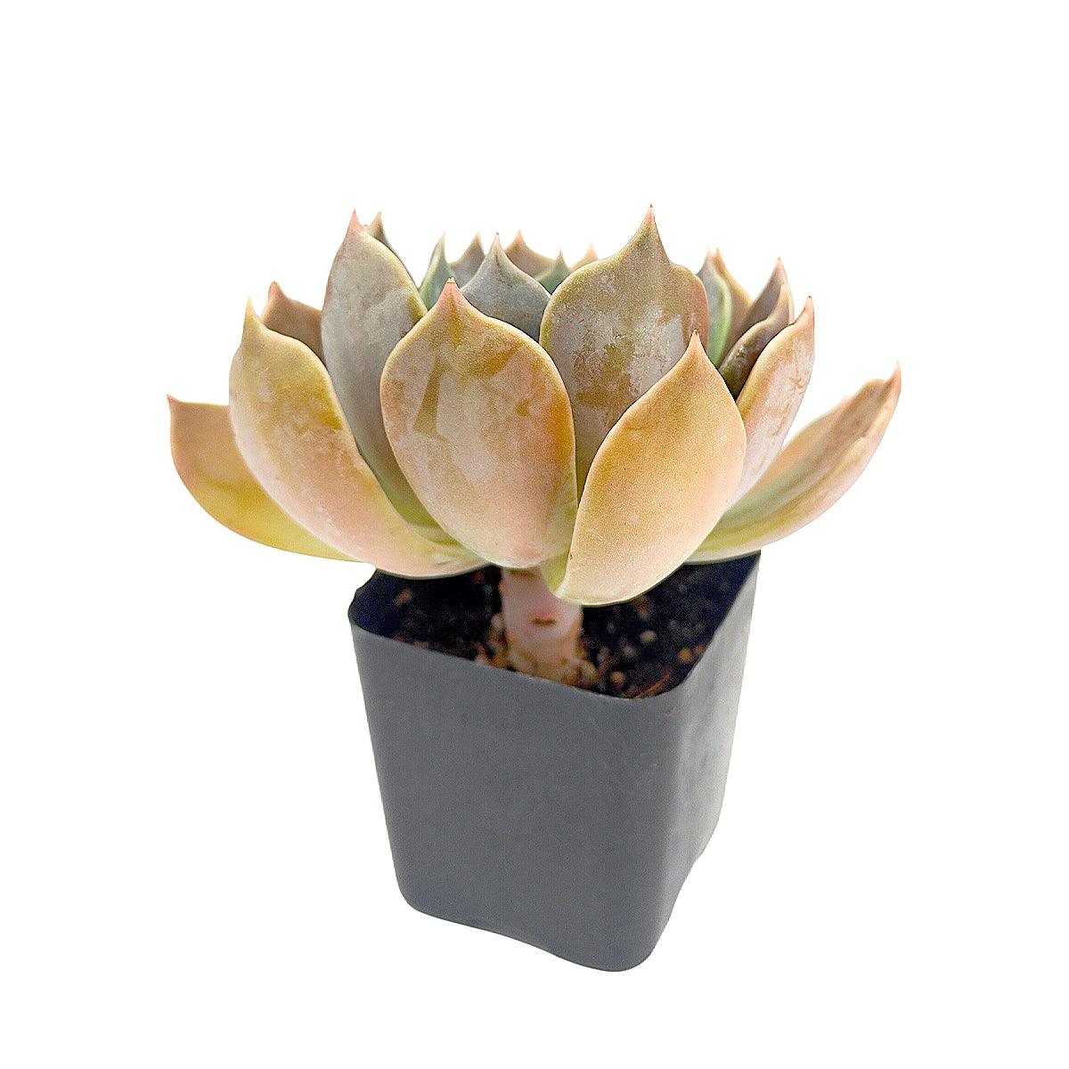buy echeveria 'marrom' live succulent 2 inch online, deep maroon to chocolate brown rosette, thick fleshy succulent leaves in plastic pot, bold earthy warm tones, beginner friendly and low water needs, ideal accent for minimalist home decor, a stunning gift for succulent collectors