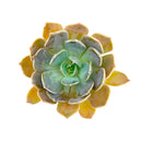 buy echeveria 'marrom' live succulent 2 inch online, dusty chocolate grey rosette with glowing green heart, thick fleshy leaves in elegant clay pot, bold sun-responsive color range, slow growing low fertilizer needs, a striking gift-worthy succulent for any home or garden space, pairs beautifully in mixed arrangements