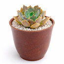 buy echeveria 'marrom' live succulent 2 inch online, dusty chocolate grey rosette with glowing green heart, thick fleshy leaves in elegant clay pot, bold sun-responsive color range, slow growing low fertilizer needs, a striking gift-worthy succulent for any home or garden space, pairs beautifully in mixed arrangements