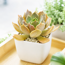 buy echeveria 'marrom' live succulent 2 inch online, dusty chocolate grey rosette with glowing green heart, thick fleshy leaves in elegant clay pot, bold sun-responsive color range, slow growing low fertilizer needs, a striking gift-worthy succulent for any home or garden space, pairs beautifully in mixed arrangements