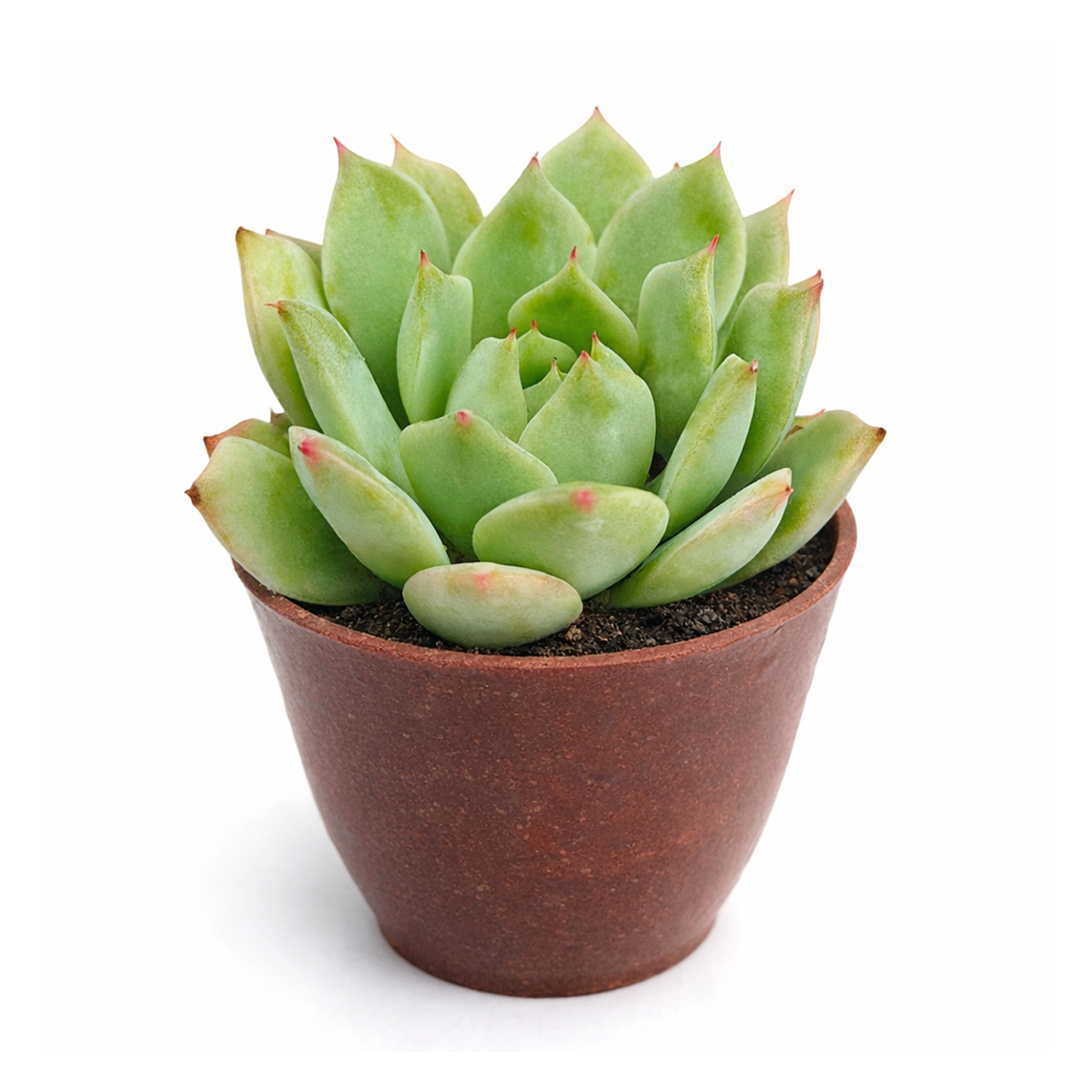 2 inch echeveria mindo ilin live air plant for sale, soft dusty pink rosette with fine pointed leaf margins and velvety appearance, compact mounding growth stays miniature for years of enjoyment, highly adaptable to container growing in various pot styles, stunning color display in spring and autumn seasons, ideal minimalist aesthetic accent plant, special collector variety gift