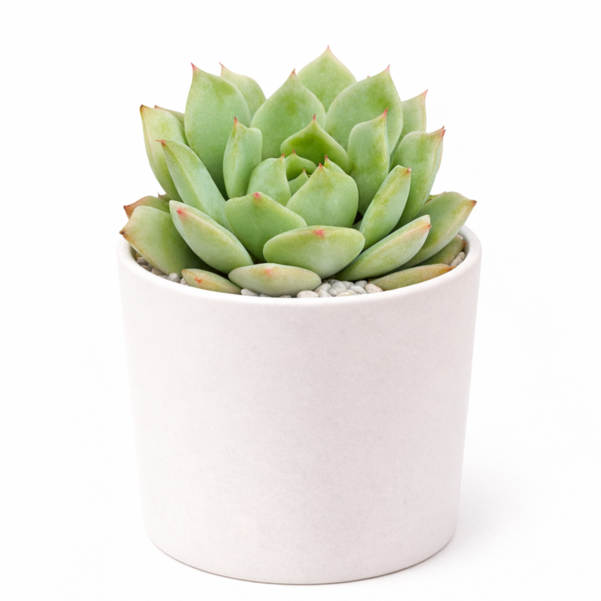 buy echeveria mindo ilin live air plant 2 inch online, delicate rose-mauve colored leaves with silvery undertones create elegant appearance, tiny compact rosette form reaches only 2-3 inches in diameter, extremely easy care requiring bright light and sparse watering schedule, produces pale pink flowers atop thin stems during blooming season, charming succulent collection starter plant, lovely gift for plant enthusiasts seeking rare varieties