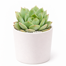 buy echeveria mindo ilin live air plant 2 inch online, delicate rose-mauve colored leaves with silvery undertones create elegant appearance, tiny compact rosette form reaches only 2-3 inches in diameter, extremely easy care requiring bright light and sparse watering schedule, produces pale pink flowers atop thin stems during blooming season, charming succulent collection starter plant, lovely gift for plant enthusiasts seeking rare varieties