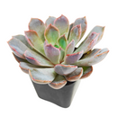 2 inch echeveria rosetta dama rosa live succulent for sale, powdery mauve-pink rosette with delicate layered leaf arrangement, slow-growing miniature succulent perfect for frequent rotation on shelves and tables, intolerant of sudden temperature swings from indoor climate systems, needs temperature drop during night hours to achieve flowering, charming botanical accent for minimalist interiors, thoughtful plant gift for friends starting succulent collections
