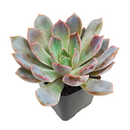 2 inch echeveria rosetta dama rosa live succulent for sale, powdery mauve-pink rosette with delicate layered leaf arrangement, slow-growing miniature succulent perfect for frequent rotation on shelves and tables, intolerant of sudden temperature swings from indoor climate systems, needs temperature drop during night hours to achieve flowering, charming botanical accent for minimalist interiors, thoughtful plant gift for friends starting succulent collections