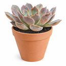 2 inch echeveria rosetta dama rosa live succulent for sale, powdery mauve-pink rosette with delicate layered leaf arrangement, slow-growing miniature succulent perfect for frequent rotation on shelves and tables, intolerant of sudden temperature swings from indoor climate systems, needs temperature drop during night hours to achieve flowering, charming botanical accent for minimalist interiors, thoughtful plant gift for friends starting succulent collections