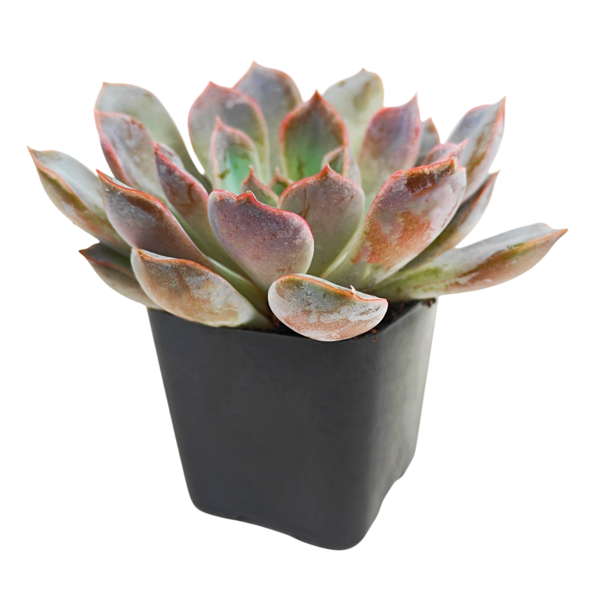 2 inch echeveria rosetta dama rosa live succulent for sale, rose-dusted pink leaves forming perfectly symmetrical compact rosette, slow-growing decorative succulent requiring consistent light rotation for shape development, avoids direct proximity to ac vents and heating systems for optimal health, requires cooler nighttime temperatures for seasonal blooming, enchanting tabletop plant display, meaningful gift for succulent plant collectors