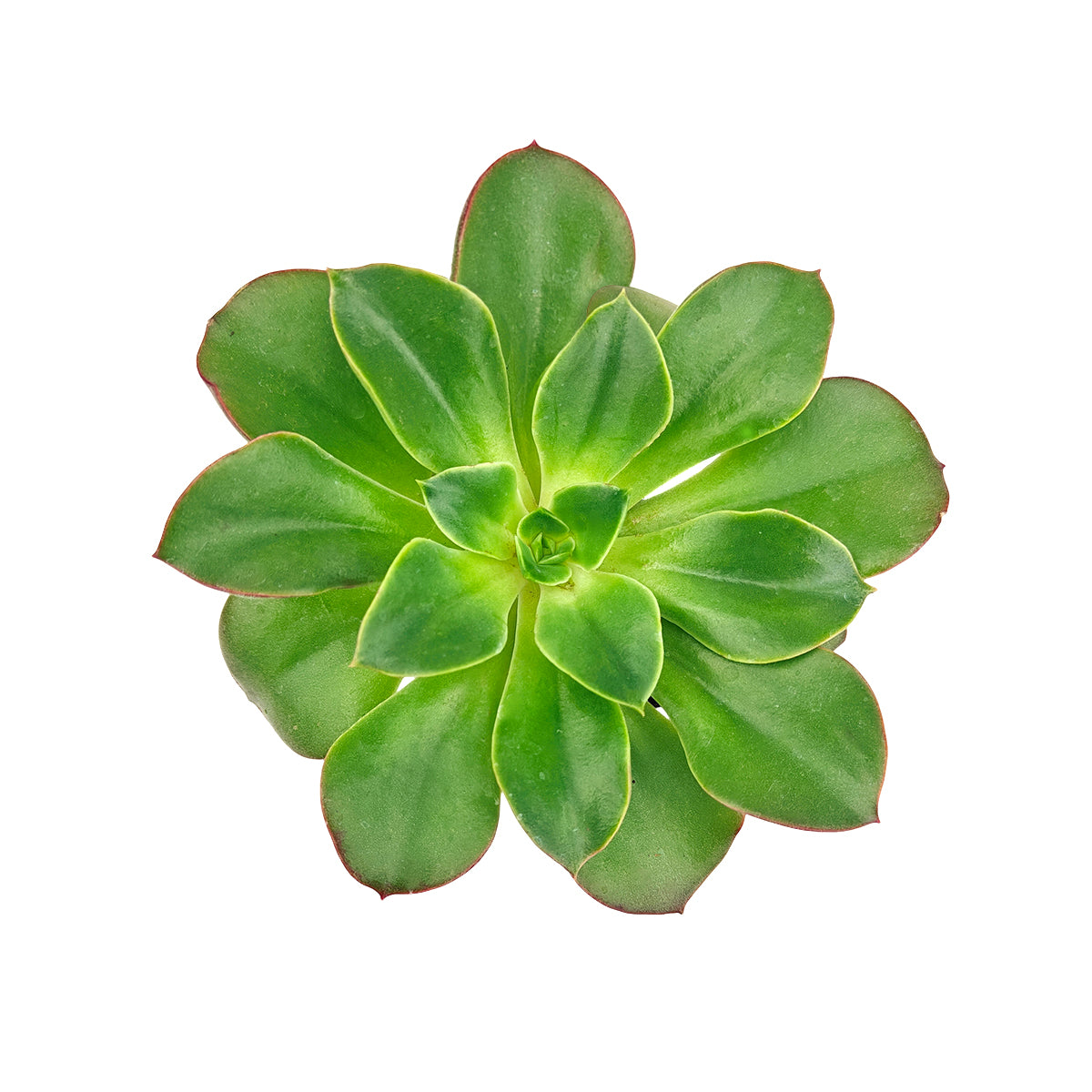buy echeveria 'salsa verde' live succulent 2 inch online, vivid lime green rosette, smooth fleshy leaves, pink blushed leaf tips, symmetrical compact form, drought tolerant, perfect for a modern sunny windowsill display, a cheerful gift for plant lovers