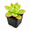 2 inch echeveria 'tulip' live succulent for sale, soft fleshy spring green leaves curving outward in a relaxed open rosette, delicate pink tips in direct sunlight, drought tolerant slow grower for windowsills and container gardens, beginner friendly and pet safe, an elegant and thoughtful gift in a bamboo pot