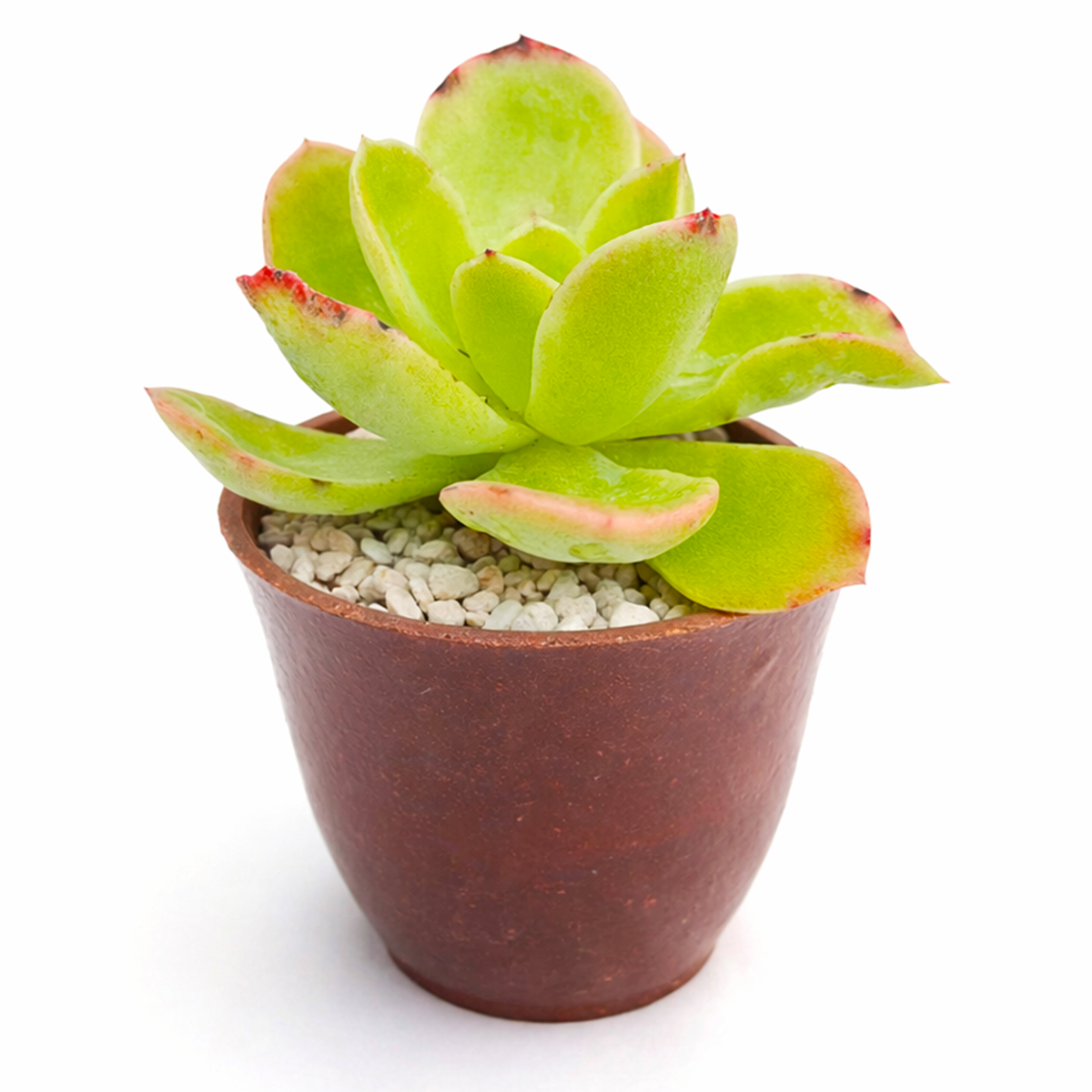 buy echeveria 'tulip' live succulent 2 inch online, open tulip-inspired rosette with fleshy spring green leaves, soft pink leaf tips in sun, compact and architectural form perfect for container arrangements, easy care beginner friendly succulent, a stunning gift idea displayed in a plastic pot