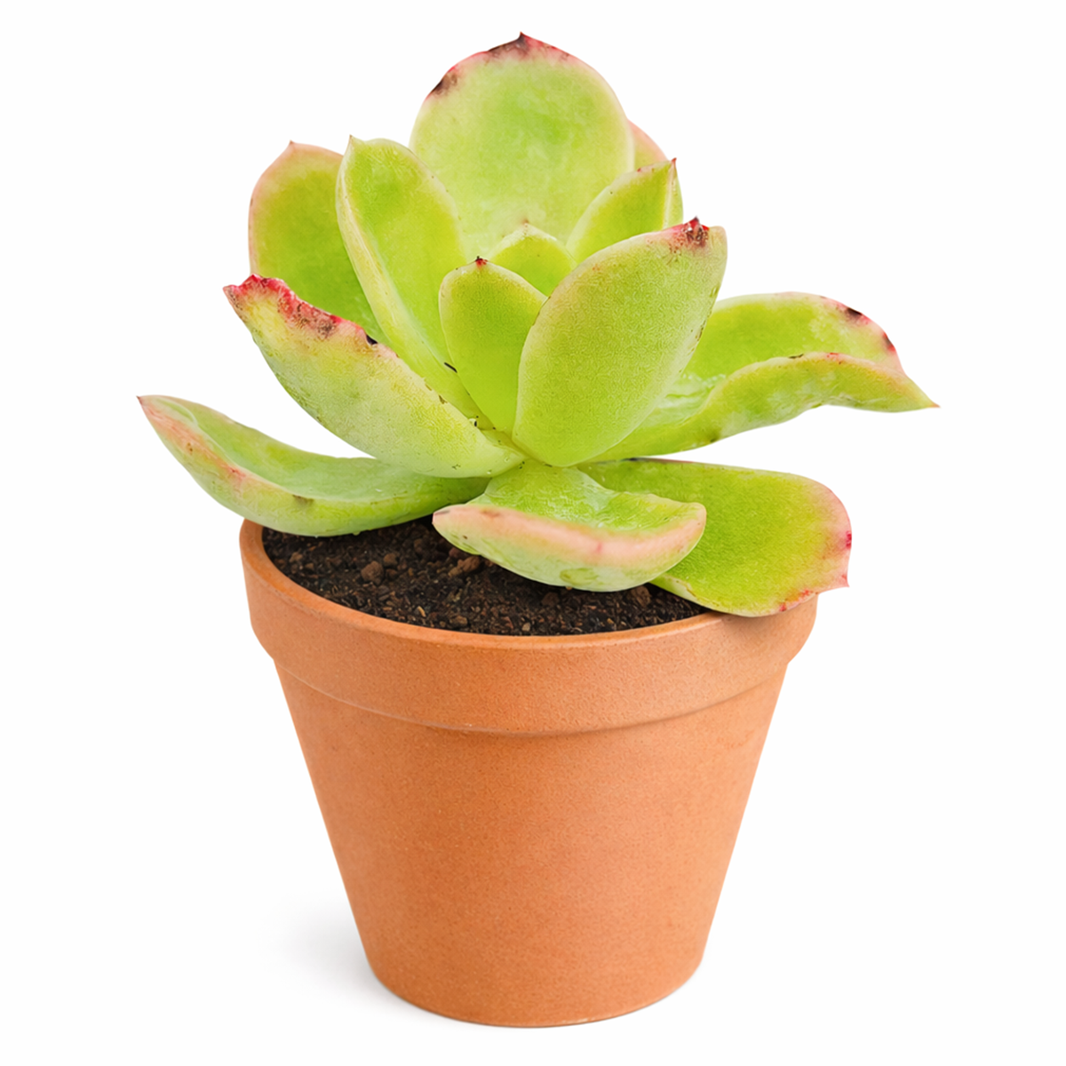 2 inch echeveria 'tulip' live succulent for sale, graceful wide-leaf rosette with a soft spring green palette, pink-tipped leaves that deepen in bright light, slow growing compact habit ideal for sunny shelves and rock gardens, pet friendly and drought tolerant, a cherished gift for any plant lover in a clay pot