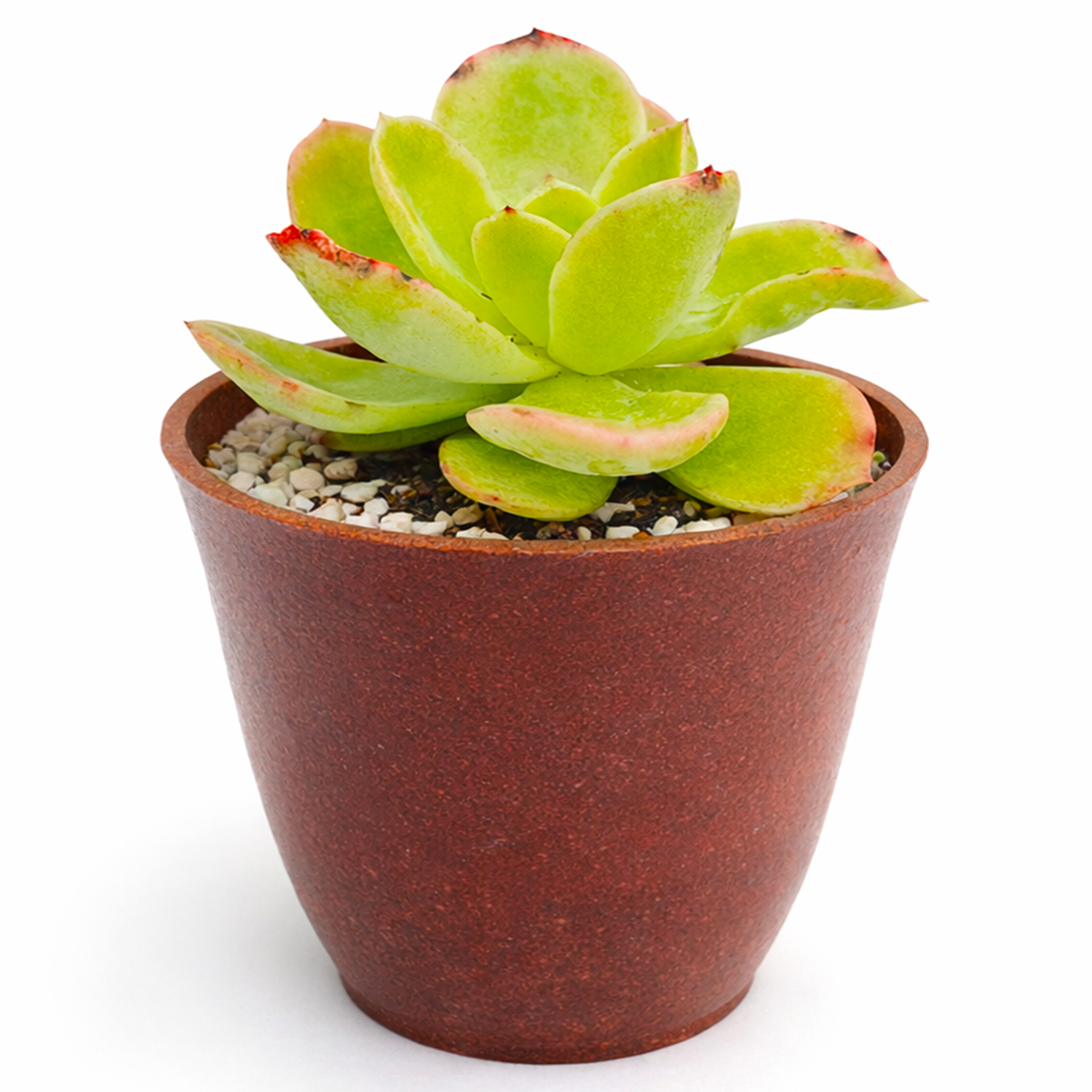 2 inch echeveria 'tulip' live succulent for sale, soft fleshy spring green leaves curving outward in a relaxed open rosette, delicate pink tips in direct sunlight, drought tolerant slow grower for windowsills and container gardens, beginner friendly and pet safe, an elegant and thoughtful gift in a bamboo pot