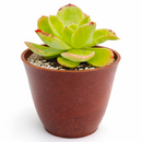2 inch echeveria 'tulip' live succulent for sale, soft fleshy spring green leaves curving outward in a relaxed open rosette, delicate pink tips in direct sunlight, drought tolerant slow grower for windowsills and container gardens, beginner friendly and pet safe, an elegant and thoughtful gift in a bamboo pot