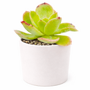 2 inch echeveria 'tulip' live succulent for sale, soft fleshy spring green leaves curving outward in a relaxed open rosette, delicate pink tips in direct sunlight, drought tolerant slow grower for windowsills and container gardens, beginner friendly and pet safe, an elegant and thoughtful gift in a bamboo pot