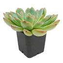 buy echeveria runyonii pink edge live succulent 2 inch online, glaucous pale green leaves with prominent hot-pink margins creating stunning color contrast, tight architectural rosette form with elegant proportions, sun-loving succulent thriving in arid indoor environments, perfect low-care specimen plant, striking decorative succulent display focal point, exceptional living gift for plant collectors and enthusiasts
