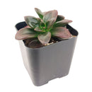 4 inch echeveria licorice live succulent for sale, rich dark purple to near-black dramatic foliage, thick smooth succulent leaves in circular rosette pattern, produces orange-red spring blooms attracting hummingbirds, easy care and long-lived