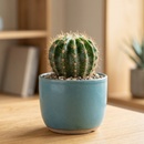 4 inch echinobivia rainbow bursts live succulent for sale, compact ball cactus form, ridged texture, pink flower display, low maintenance beauty, stunning home decor, thoughtful housewarming present