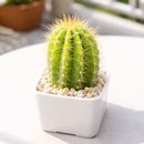 buy echinopsis huascha hybrid cactus live cactus 2 inch online, vibrant green columnar cactus with architectural upright presence, defined ribs lined with stiff radial spines in golden tones, forms sprawling clumps over time as basal shoots emerge, drought tolerant full sun cactus perfect for bright indoor and outdoor settings, striking statement decor plant for modern and desert-themed interiors, a lasting and unique gift for any succulent enthusiast