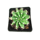 4 inch echinopsis oxygona 'easter lily cactus' live cactus for sale, compact globular cactus with sharp angular ribs dark green coloring and clusters of short stiff spines, spectacular large fragrant blooms in white lavender or pink that open in the evening and last through the next day, mat-forming spreading habit suited for decorative containers and sunny indoor or outdoor settings, hardy low maintenance drought tolerant easy care cactus safe for pets, a showstopping architectural plant for modern minimal