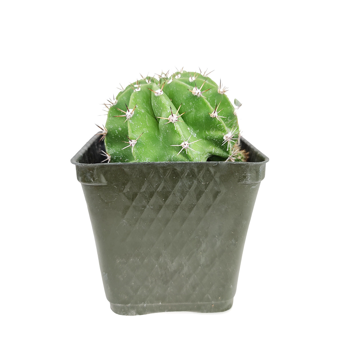 buy echinopsis oxygona 'easter lily cactus' live cactus 4 inch online, spherical to short cylindrical dark green stem covered in clusters of stout spines, oversized funnel-shaped fragrant blooms up to 6 inches across in spring and summer, clustering habit that spreads wide over time, full sun to partial sun lover thriving near bright south or east windows, a head-turning architectural accent for patio and garden displays, an heirloom cactus gift that blooms year after year