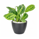 buy maranta lemon lime live houseplant 6" cow pot online, vivid lemon and lime variegated foliage with velvety texture and herringbone detailing, low bushy tropical growth form, high humidity and indirect light lover, pet friendly and non-toxic, a naturally humidifying addition to any indoor plant collection, a beautiful and eco-friendly gift for houseplant enthusiasts