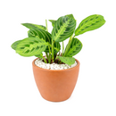buy maranta lemon lime live houseplant 6" cow pot online, vivid lemon and lime variegated foliage with velvety texture and herringbone detailing, low bushy tropical growth form, high humidity and indirect light lover, pet friendly and non-toxic, a naturally humidifying addition to any indoor plant collection, a beautiful and eco-friendly gift for houseplant enthusiasts