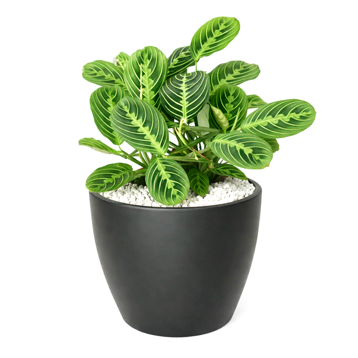 buy maranta lemon lime live houseplant 6" cow pot online, vivid lemon and lime variegated foliage with velvety texture and herringbone detailing, low bushy tropical growth form, high humidity and indirect light lover, pet friendly and non-toxic, a naturally humidifying addition to any indoor plant collection, a beautiful and eco-friendly gift for houseplant enthusiasts
