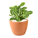 buy maranta lemon lime live houseplant 6" cow pot online, vivid lemon and lime variegated foliage with velvety texture and herringbone detailing, low bushy tropical growth form, high humidity and indirect light lover, pet friendly and non-toxic, a naturally humidifying addition to any indoor plant collection, a beautiful and eco-friendly gift for houseplant enthusiasts