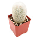 buy Peruvian Old Lady Cactus - Espostoa melanostele live cactus 4 inch online, dense white woolly hair covering, upright columnar form, golden hidden spines, slow growing drought tolerant, striking architectural accent for bright sunny windowsill, unique collector gift for cactus enthusiasts