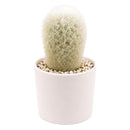 buy Peruvian Old Lady Cactus - Espostoa melanostele live cactus 4 inch online, dense white woolly hair covering, upright columnar form, golden hidden spines, slow growing drought tolerant, striking architectural accent for bright sunny windowsill, unique collector gift for cactus enthusiasts