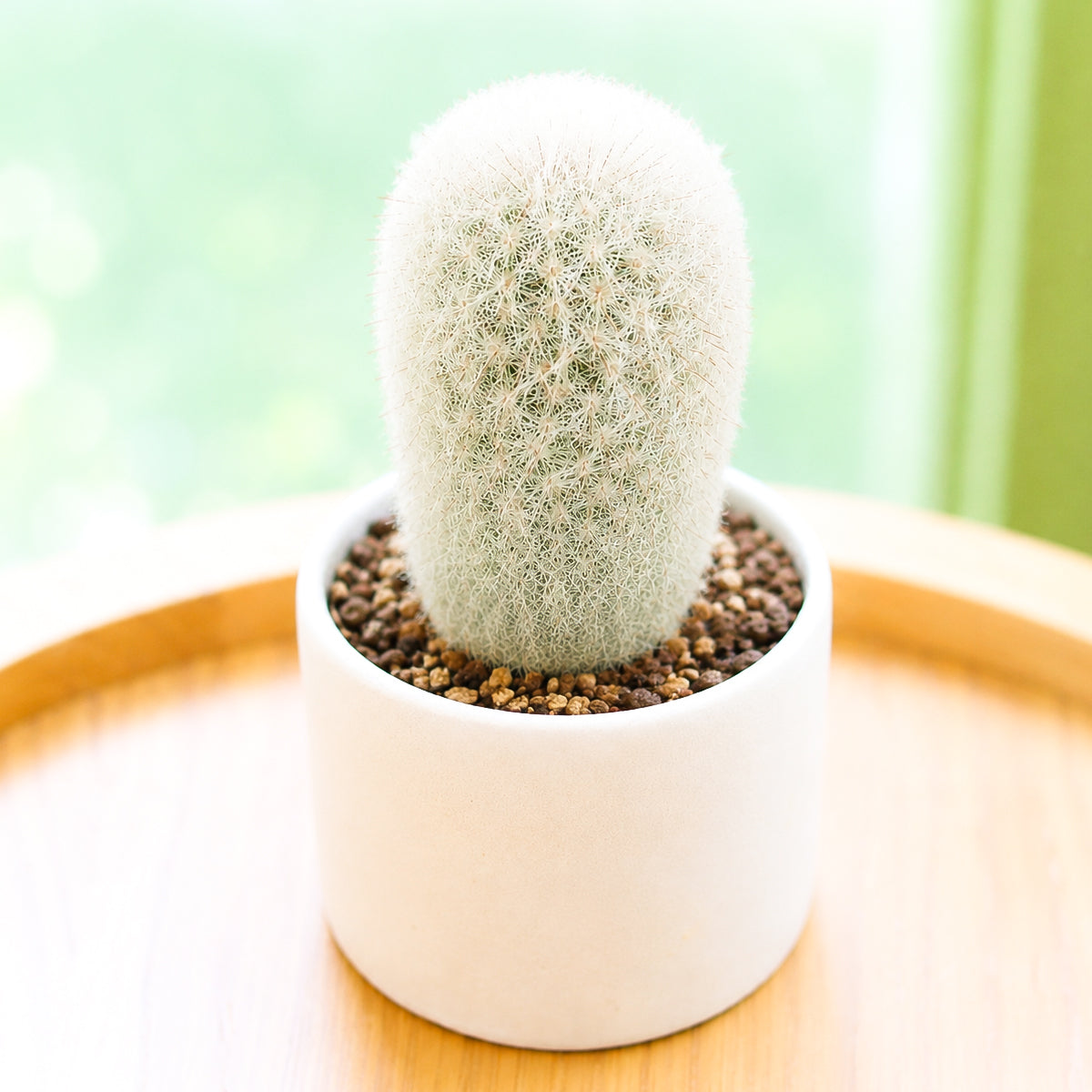 Peruvian Old Lady Cactus - Espostoa melanostele